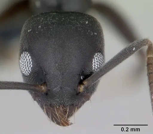 Technomyrmex vitiensis specimen CASENT0173864 image casent0173864_2