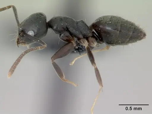 Technomyrmex vitiensis specimen CASENT0173864 image casent0173864_3