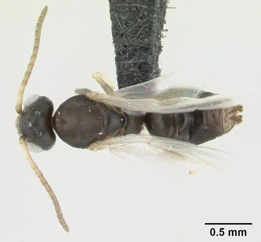Technomyrmex vitiensis specimen CASENT0178897 image casent0178897_1