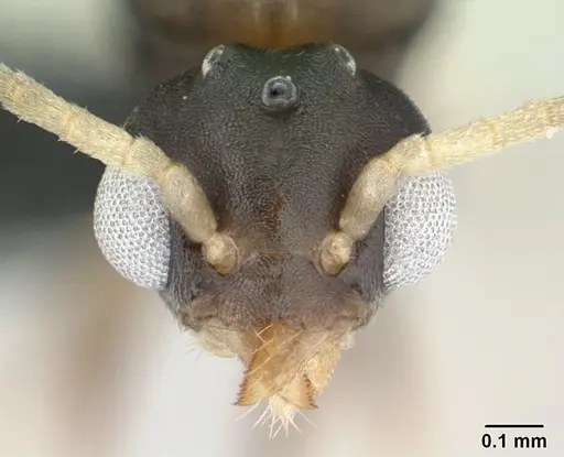 Technomyrmex vitiensis specimen CASENT0178897 image casent0178897_2