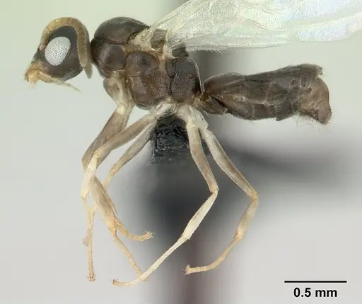 Technomyrmex vitiensis specimen CASENT0178897 image casent0178897_3