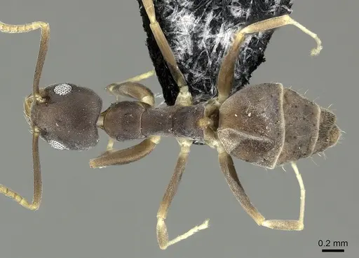 Technomyrmex vitiensis specimen CASENT0219903 image casent0219903_1