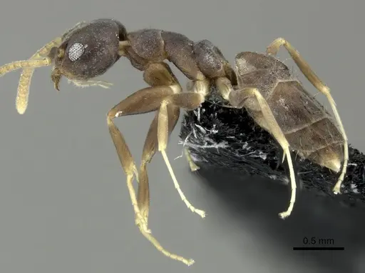 Technomyrmex vitiensis specimen CASENT0219903 image casent0219903_3