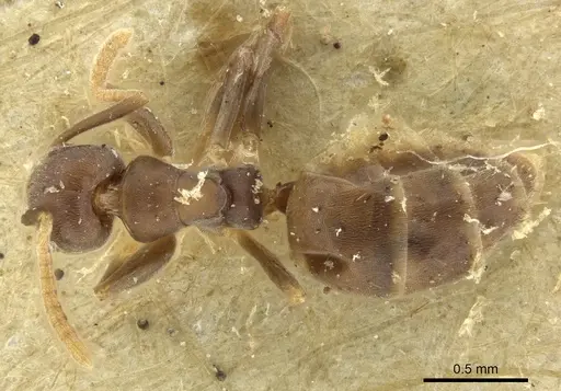 Technomyrmex vitiensis specimen CASENT0249090 image casent0249090_1