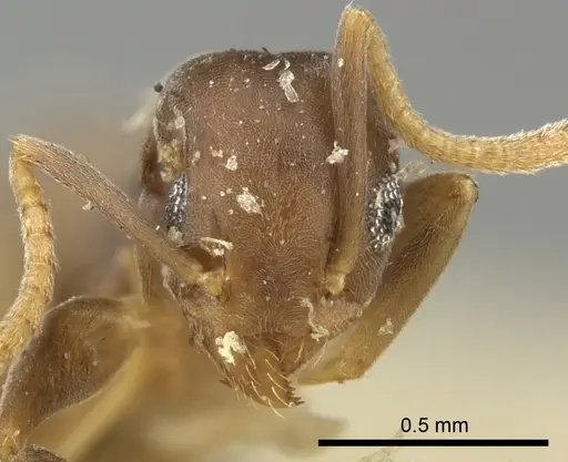 Technomyrmex vitiensis specimen CASENT0249090 image casent0249090_2