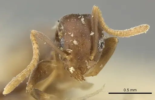 Technomyrmex vitiensis specimen CASENT0249090 image casent0249090_3