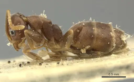 Technomyrmex vitiensis specimen CASENT0249090 image casent0249090_4