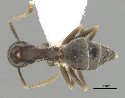 Technomyrmex vitiensis specimen CASENT0249805 image casent0249805_1