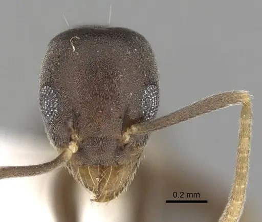 Technomyrmex vitiensis specimen CASENT0249805 image casent0249805_2