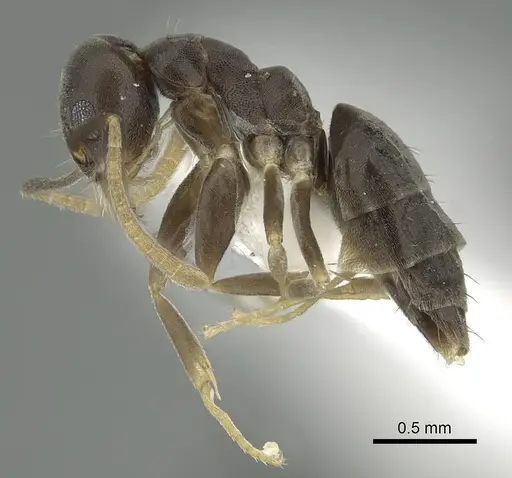 Technomyrmex vitiensis specimen CASENT0249805 image casent0249805_3