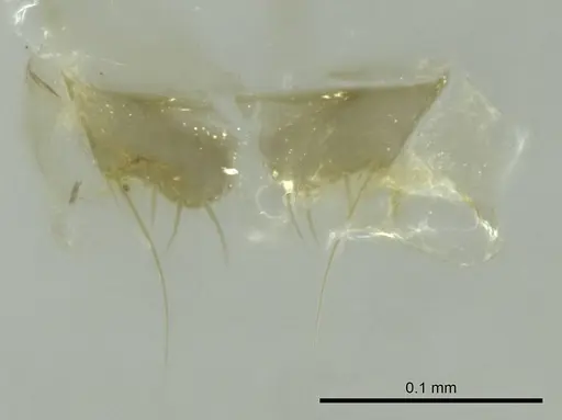 Technomyrmex vitiensis specimen CASENT0345060 image casent0345060_1