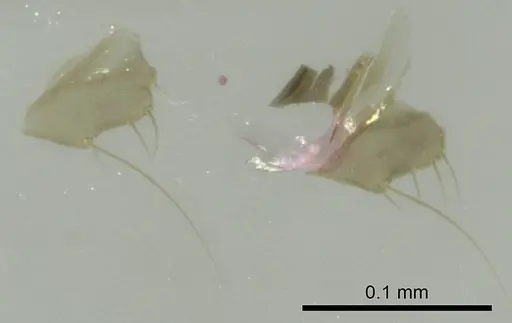 Technomyrmex vitiensis specimen CASENT0345061 image casent0345061_1