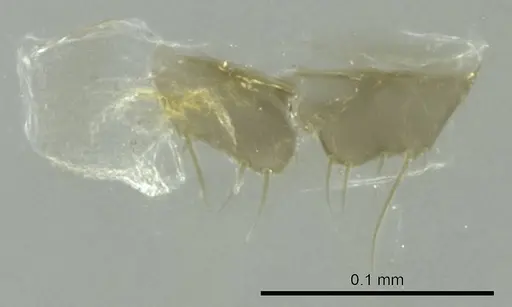 Technomyrmex vitiensis specimen CASENT0345062 image casent0345062_1