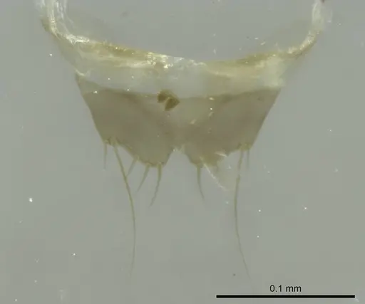 Technomyrmex vitiensis specimen CASENT0345063 image casent0345063_1