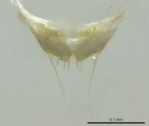 Technomyrmex vitiensis specimen CASENT0345064 image casent0345064_1