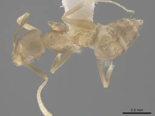 Technomyrmex vitiensis specimen CASENT0653552 image casent0653552_1