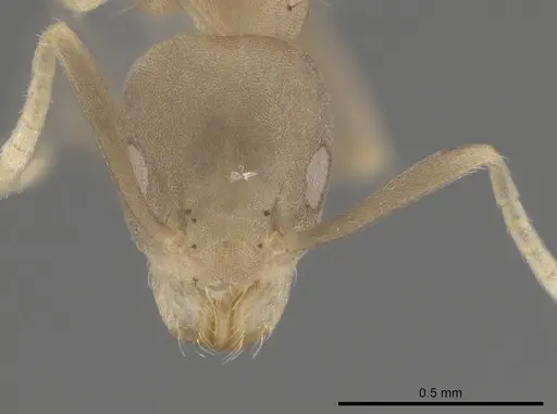 Technomyrmex vitiensis specimen CASENT0653552 image casent0653552_2