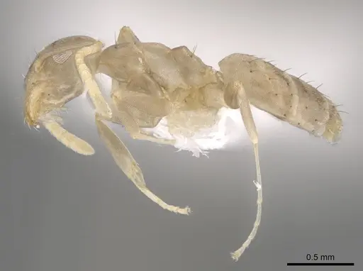 Technomyrmex vitiensis specimen CASENT0653552 image casent0653552_3