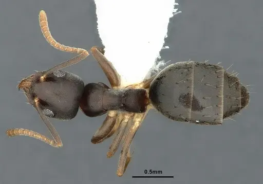 Technomyrmex vitiensis specimen CASENT0886034 image casent0886034_1
