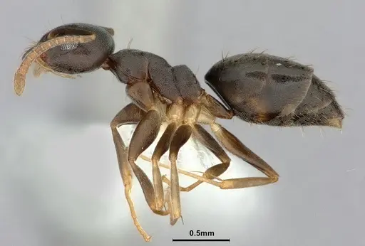 Technomyrmex vitiensis specimen CASENT0886034 image casent0886034_3