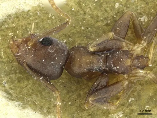 Technomyrmex vitiensis specimen CASENT0911581 image casent0911581_1