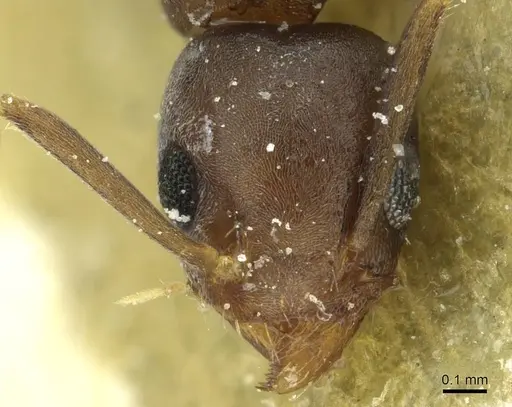 Technomyrmex vitiensis specimen CASENT0911581 image casent0911581_2