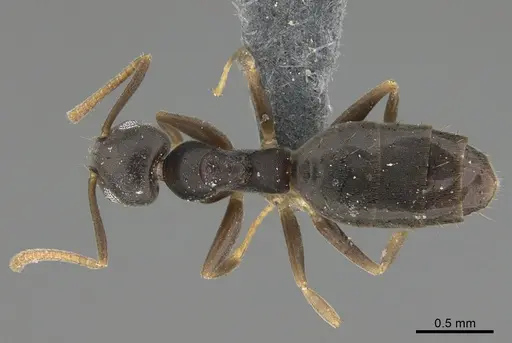 Technomyrmex vitiensis specimen CASENT4024483 image casent4024483_1