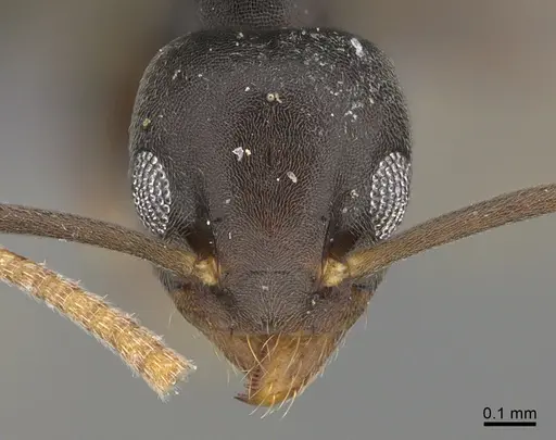 Technomyrmex vitiensis specimen CASENT4024483 image casent4024483_2
