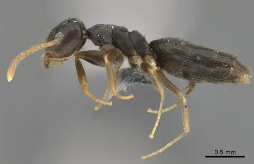 Technomyrmex vitiensis specimen CASENT4024483 image casent4024483_3
