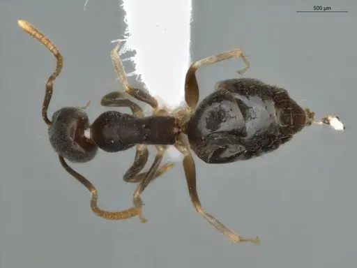 Technomyrmex vitiensis specimen ECOFOG-KR17-0072-10 image ecofog-kr17-0072-10_1