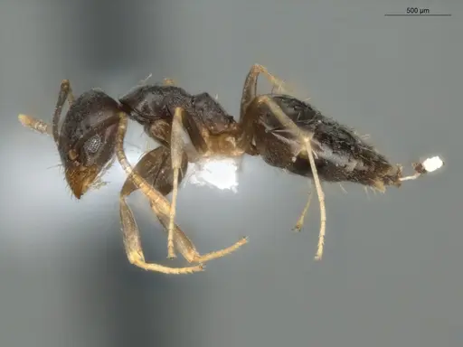 Technomyrmex vitiensis specimen ECOFOG-KR17-0072-10 image ecofog-kr17-0072-10_3