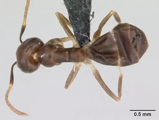 Technomyrmex voeltzkowi specimen CASENT0006839 image casent0006839_1
