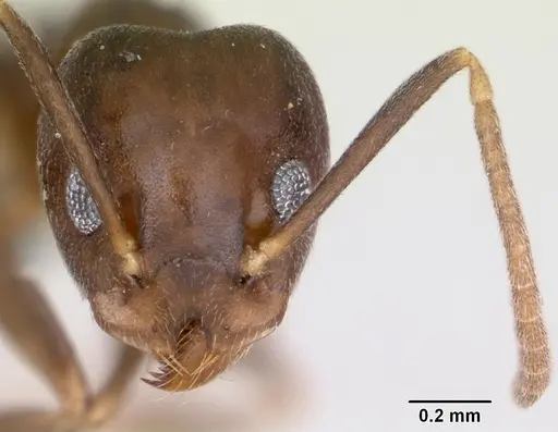 Technomyrmex voeltzkowi specimen CASENT0006839 image casent0006839_2