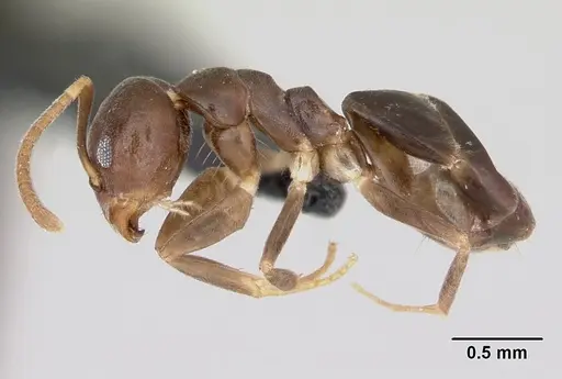 Technomyrmex voeltzkowi specimen CASENT0006839 image casent0006839_3