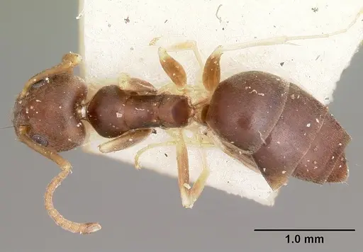 Technomyrmex voeltzkowi specimen CASENT0104644 image casent0104644_1
