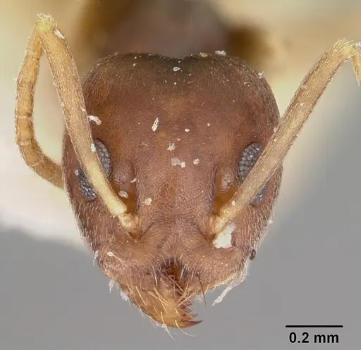 Technomyrmex voeltzkowi specimen CASENT0104644 image casent0104644_2