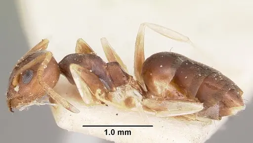 Technomyrmex voeltzkowi specimen CASENT0104644 image casent0104644_3