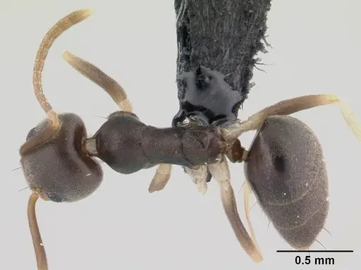 Technomyrmex voeltzkowi specimen CASENT0146743 image casent0146743_1
