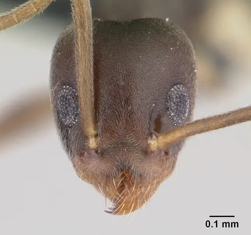 Technomyrmex voeltzkowi specimen CASENT0146743 image casent0146743_2
