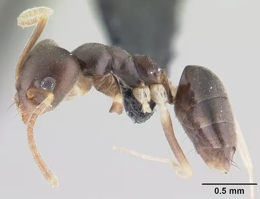 Technomyrmex voeltzkowi specimen CASENT0146743 image casent0146743_3