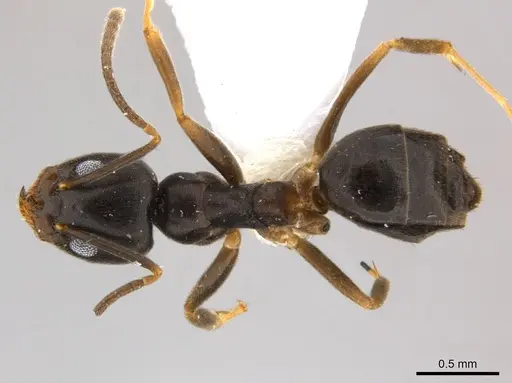Technomyrmex voeltzkowi specimen CASENT0217166 image casent0217166_1
