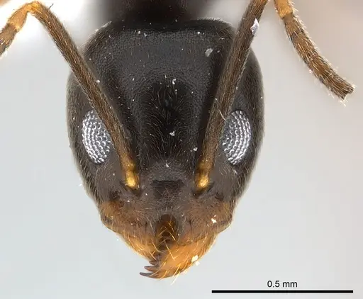 Technomyrmex voeltzkowi specimen CASENT0217166 image casent0217166_2