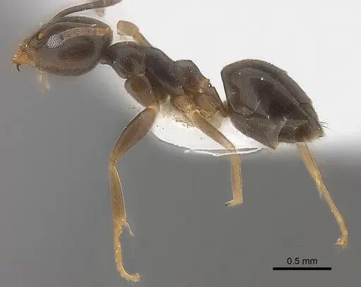 Technomyrmex voeltzkowi specimen CASENT0217166 image casent0217166_3