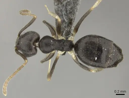 Technomyrmex voeltzkowi specimen CASENT0235733 image casent0235733_1