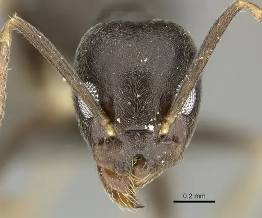 Technomyrmex voeltzkowi specimen CASENT0235733 image casent0235733_2