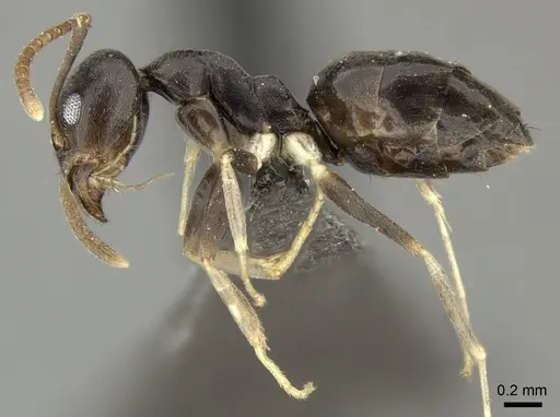 Technomyrmex voeltzkowi specimen CASENT0235733 image casent0235733_3