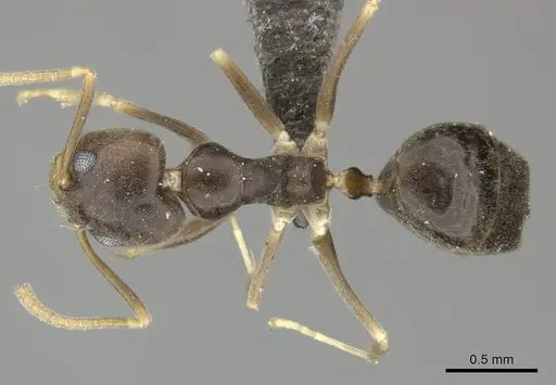Technomyrmex voeltzkowi specimen CASENT0249039 image casent0249039_1