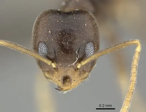 Technomyrmex voeltzkowi specimen CASENT0249039 image casent0249039_2