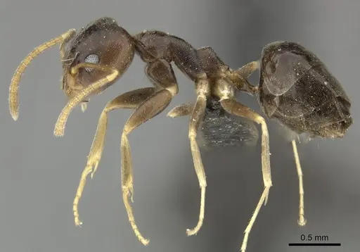 Technomyrmex voeltzkowi specimen CASENT0249039 image casent0249039_3