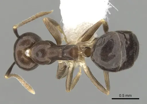 Technomyrmex voeltzkowi specimen CASENT0249806 image casent0249806_1